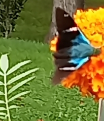 Astraptes fulgerator azul