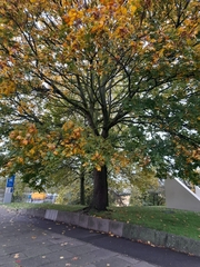 Acer pseudoplatanus
