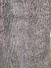 Acer pseudoplatanus