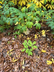 Aesculus parviflora