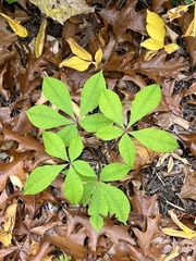 Aesculus parviflora
