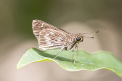 Vehilius stictomenes