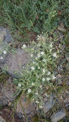 Stellaria dichotoma