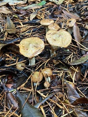 Suillus umbonatus