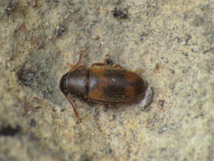 Typhaeola maculata