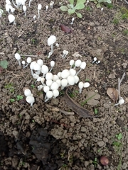 Coprinellus disseminatus