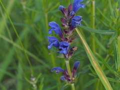 Dracocephalum ruyschiana