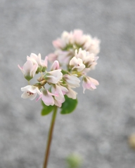 Fagopyrum esculentum