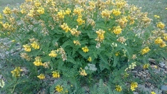 Astragalus mongholicus