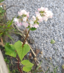 Fagopyrum esculentum