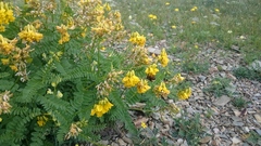 Astragalus mongholicus
