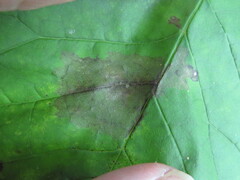 Mycosphaerella fraxinicola