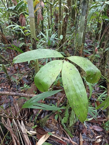 Zamia amplifolia
