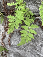 Cystopteris tenuis
