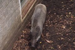 Sus scrofa moupinensis