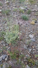 Pulsatilla ambigua