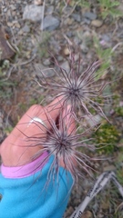 Pulsatilla ambigua