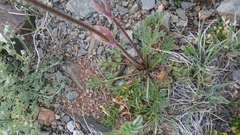 Pulsatilla ambigua