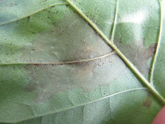 Mycosphaerella fraxinicola