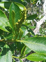 Sapium glandulosum