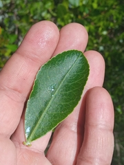 Sapium glandulosum