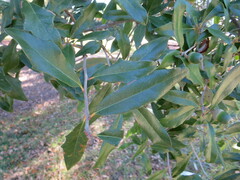 Quercus virginiana