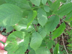 Mycosphaerella fraxinicola