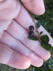 Vaccinium arboreum