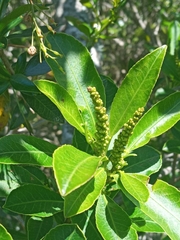 Sapium glandulosum