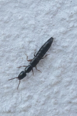 Staphylinidae