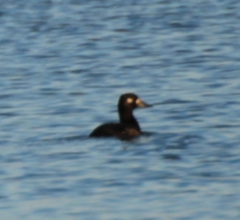 Melanitta fusca
