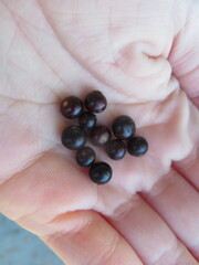 Vaccinium arboreum