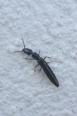 Staphylinidae