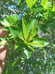 Sapium glandulosum