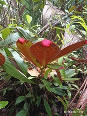 Columnea