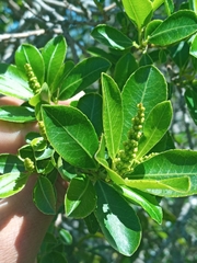 Sapium glandulosum