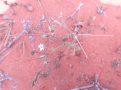 Pelargonium senecioides
