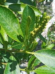 Sapium glandulosum