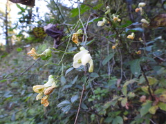 Phaseolus vulgaris