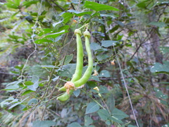 Phaseolus vulgaris