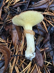 Suillus umbonatus