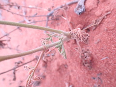 Pelargonium senecioides