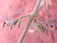 Pelargonium senecioides