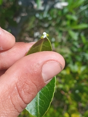 Sapium glandulosum