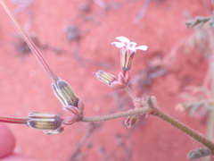 Pelargonium senecioides