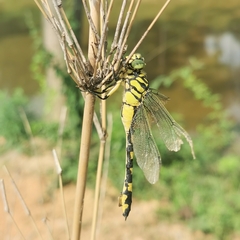 Sinictinogomphus clavatus