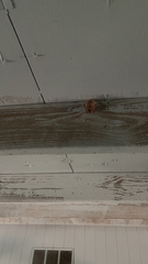 Perimyotis subflavus