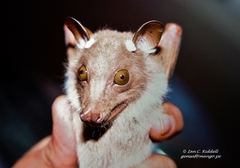 Epomophorus crypturus