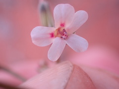 Pelargonium senecioides