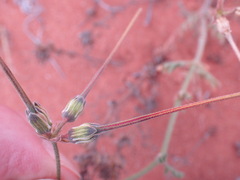 Pelargonium senecioides